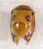 Heteronotinae inconnu